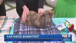 San Diego Bunnyfest