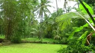 Kerala Countryside HD (ولاية كيرالا الريف)