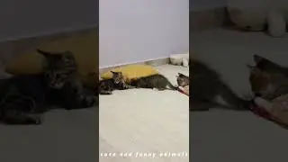 Best Funniest Animals Video 2024😂😍