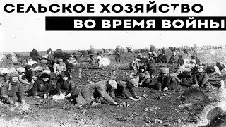 Сельское хозяйство во время Великой Отечественной войны