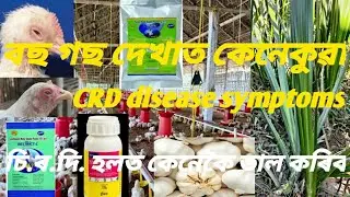 CRD disease symptoms and solution |CRD লক্ষণ আৰু ভাল কৰা উপায়...