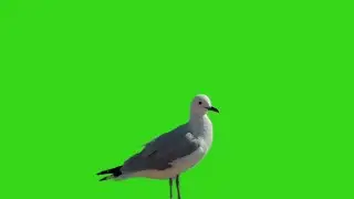 Seagull in Green Screen Background effect 4K