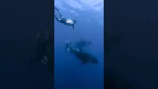 Swimming with ORCAS! My dream come true