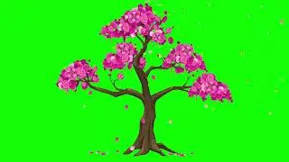 Cherry Blossom Green Screen | Falling Cherry Blossom Petals Effect Motion Green Screen Background 🌸