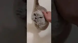 British cat takes a bath.