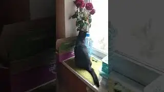 Кот и розы. Cat and roses