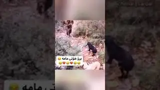 Funny animals