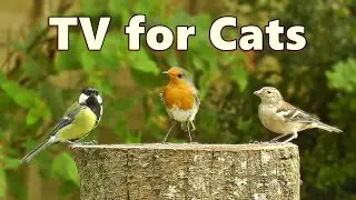 Cat TV ~ Bird Fun in The Garden ⭐ 8 HOURS ⭐