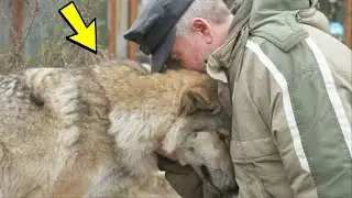 The wolf came to the village and began to ask for help. Only one man took pity on her!