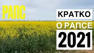 🌱Рапс, кратко о рапсе 2021. Как медосбор и развитие пчёл.