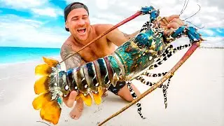 Giant Rainbow Lobster Catch And Cook On Remote Beach