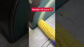 Sander VS Corn 🌽