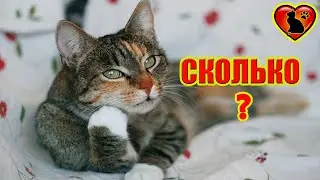 Сколько Живут Кошки, и Какие Факторы Влияют на Продолжительность Жизни?!