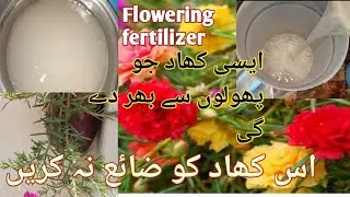 Free fertilizer, which will fill your plant with flowers۔ magical water for your plants.