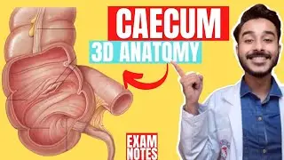 caecum anatomy 3d | anatomy of caecum |  large intestine anatomy