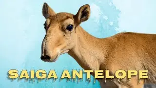 Saiga antelope sound