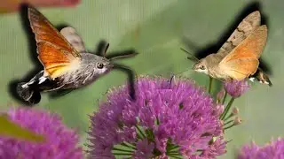 Hummingbird-Hawkmoths as PETS! Macroglossum stellatarum