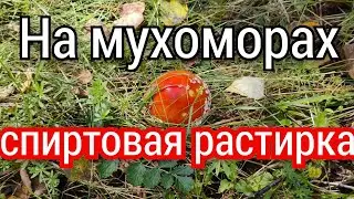 СПИРТОВАЯ РАСТИРКА НА МУХОМОРАХ .