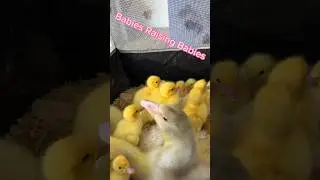 Geese Raising Ducklings 🐥 #ducklings #farming #livestock
