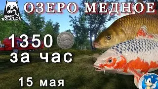 🌟ОЗЕРО МЕДНОЕ🌟1350 СЕРЫ ЗА ЧАС🌟Русская Рыбалка 4(РР4)🌟