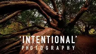 'Intentional' photography: Ancient yew trees at Kingley Vale, West Sussex