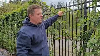 How To Prune BLACKBERRIES For Better Harvests, When to Prune Blackberry Bushes, How to trellis