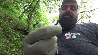Нашел горстку монет Minelab Vanquish 340
