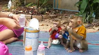 Three Adorable Hungry In The Morning They Waiting For Milk Orderly