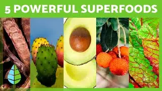 Top 5 SUPERFOODS to Boost Your Diet  🥑✅