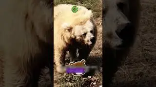 у этого медведя несварение 😱🐻 