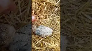 Где у аистов уши 