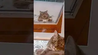 Мемы тут 