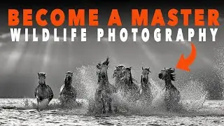 Learn Wildlife Photography | How to Light