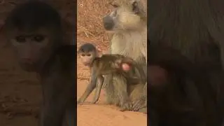 Monkey sounds (mother and baby monkey) 🤎