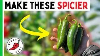 How To Grow Hotter Peppers (Harvest Spicier Pods)