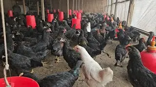 Уйдаги бизнесим кора товук бокиш
