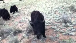 Yak the Animal ~ Yak Videos of Herding Yak back Home, and Yak Photos