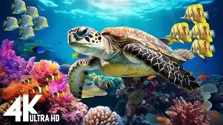 [NEW] 11HR Stunning 4K Underwater footage-Rare & Colorful Sea Life Video - Relaxing Sleep Music #222