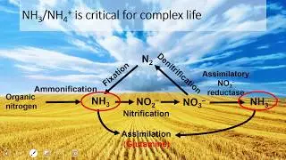 Nitrogen Topic 1 - Intro to nitrogen cycle