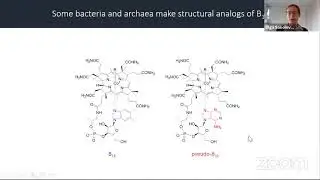 Olga Sokolovskaya: Chemically similar, but functionally distinct: Impacts of vitamin B12 analogs...