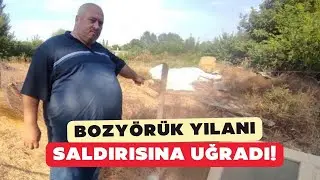 Çanakkale'de 'Bozyörük yılanı' saldırısına uğrayan vatandaş yaşadıklarını anlattı