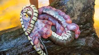 Amazing man Catch Biggest Snake then Cook Snake and Egg Soup