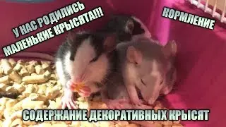 СОДЕРЖАНИЕ ДЕКОРАТИВНЫХ КРЫСЯТ / У НАС РОДИЛИСЬ МАЛЕНЬКИЕ КРЫСЯТА!!! / УХОД / КОРМЛЕНИЕ
