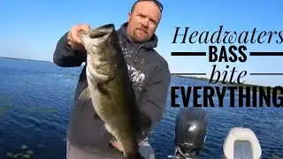 Headwaters bass bite everything!