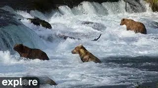 Riffles - Katmai National Park, Alaska powered by EXPLORE.org