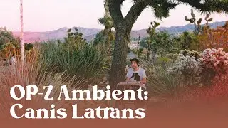 OP-Z Ambient Jam In Joshua Tree: Canis Latrans