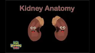 Human Body /Kidney Song/Human Body Systems