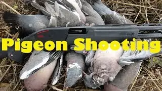 Pigeon Shooting under the Old Oak Tree