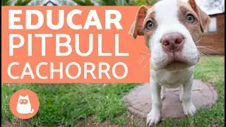 Cómo educar a un pitbull cachorro