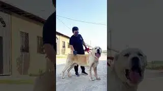 Чемпион Аланий супер тяжелый вес